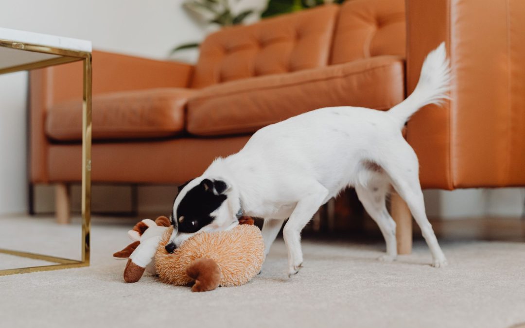 The Best Dog Toys for Your Furry Friend