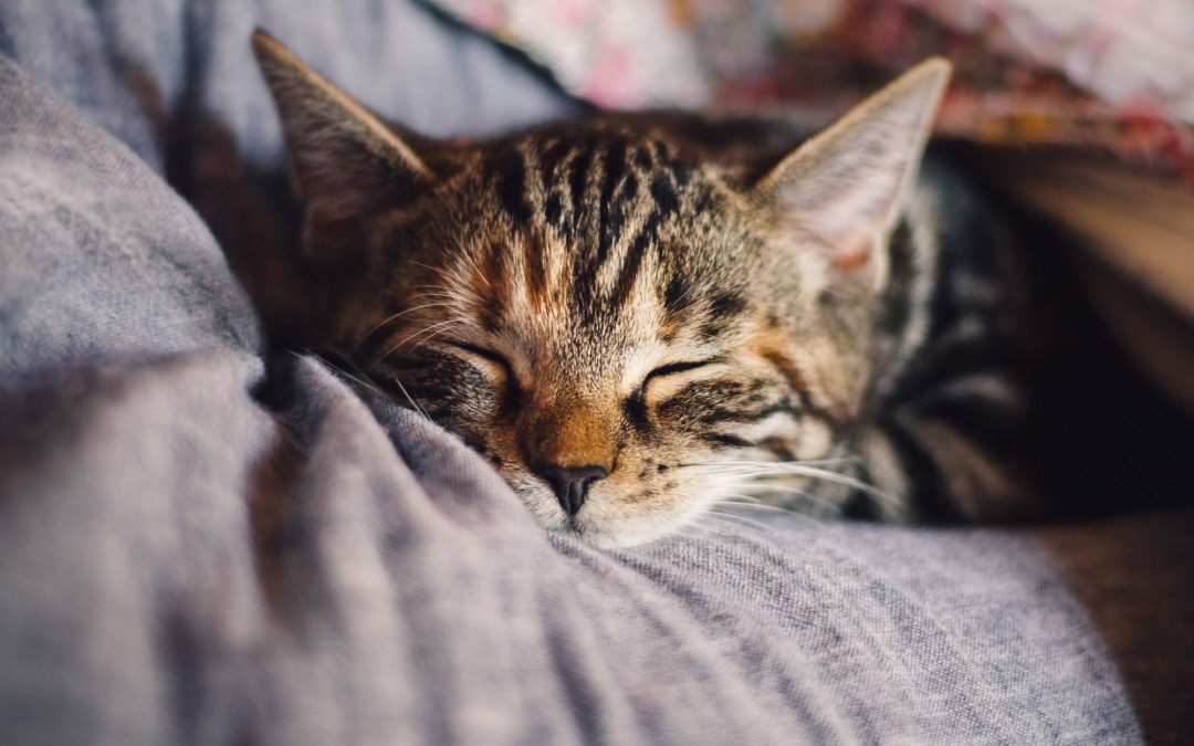 Understanding Cat Health: Essential Vitamins, Supplements, and More