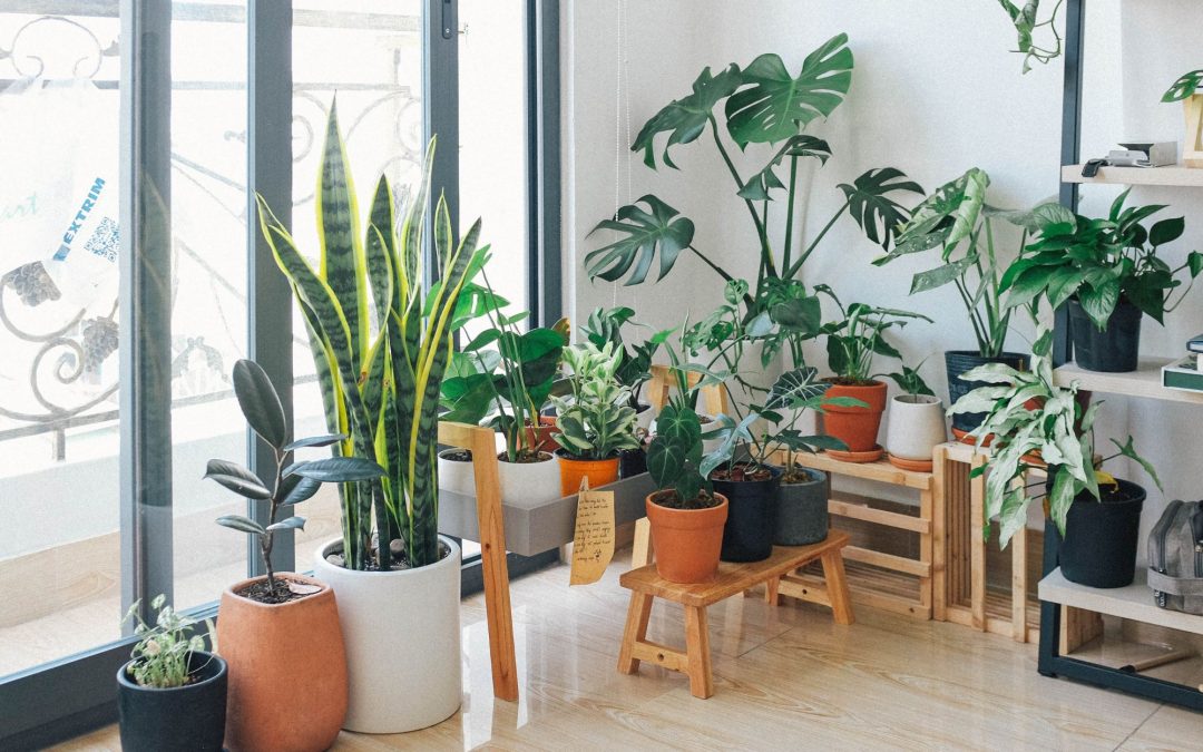 Choosing the Right Pot for Your House Plants