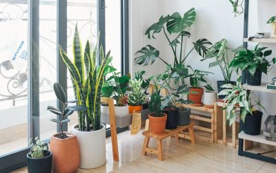 Choosing the Right Pot for Your House Plants