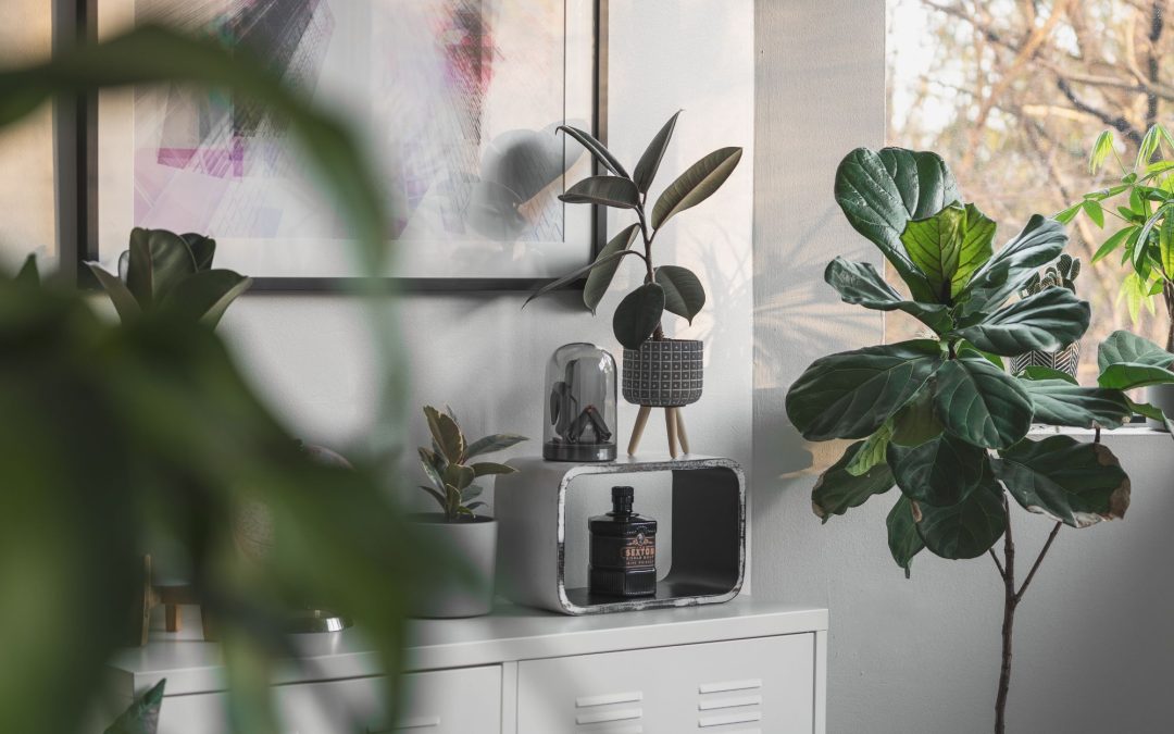 Unique House Plants to Add to Your Indoor Space